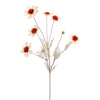 COSMOS SPRAY 92CM - BBL40510031