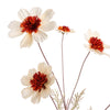 COSMOS SPRAY 92CM - BBL40510031