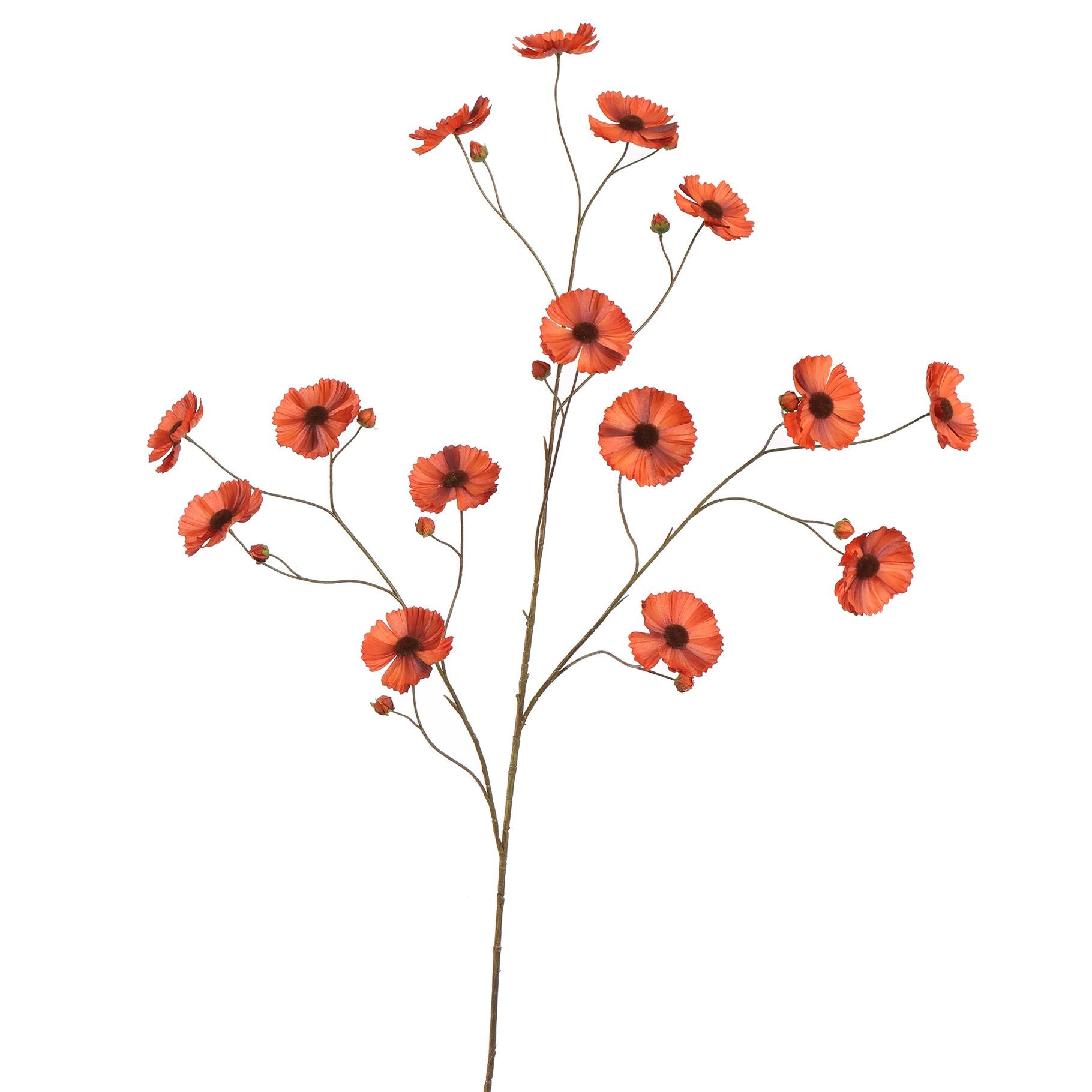 COSMOS BLOEMENTAK 124CM