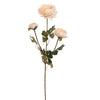 RANUNCULUS 60CM - BBL40810014