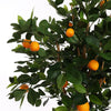 ORANGE TREE 150CM - BBL70410005