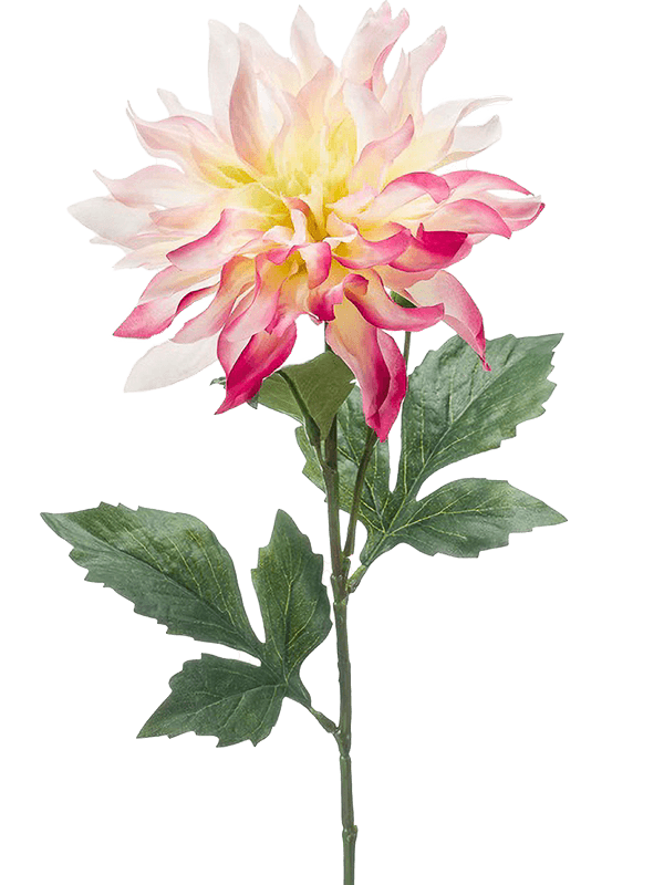 Dahlia -EM 8EE421897
