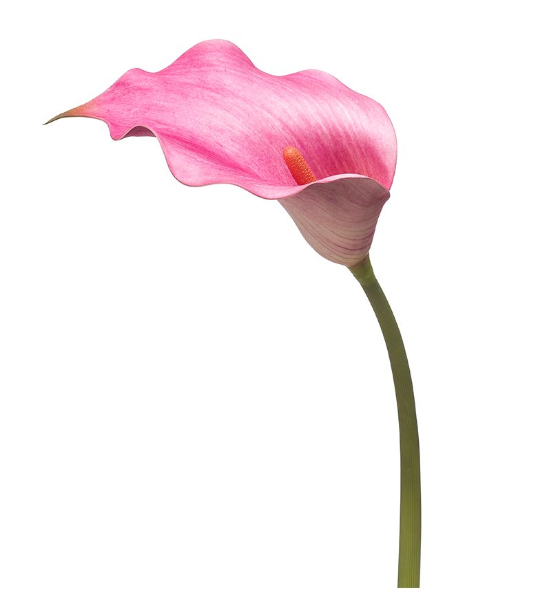 CALLA LILY FUCHSIA H.83 CM - EM 8EE431654