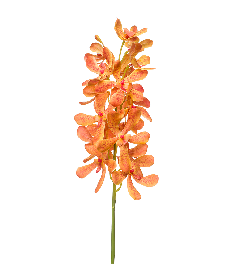 VANDA H. 80 cm - EM 8EE431775