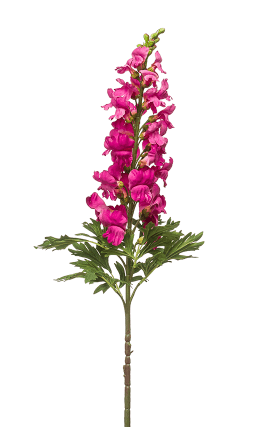 ANTIRRHINUM  H.92 CM - EM 8EE431896