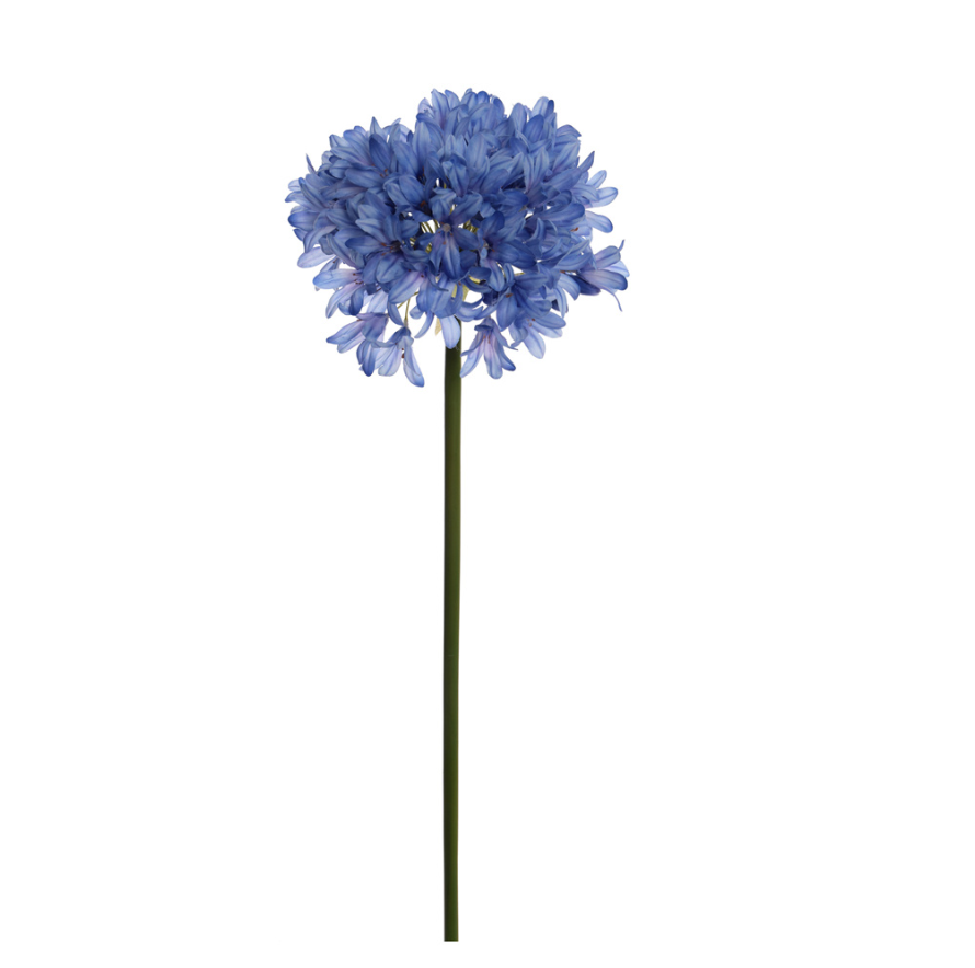 AGAPANTHUS 93CM BLAAUW