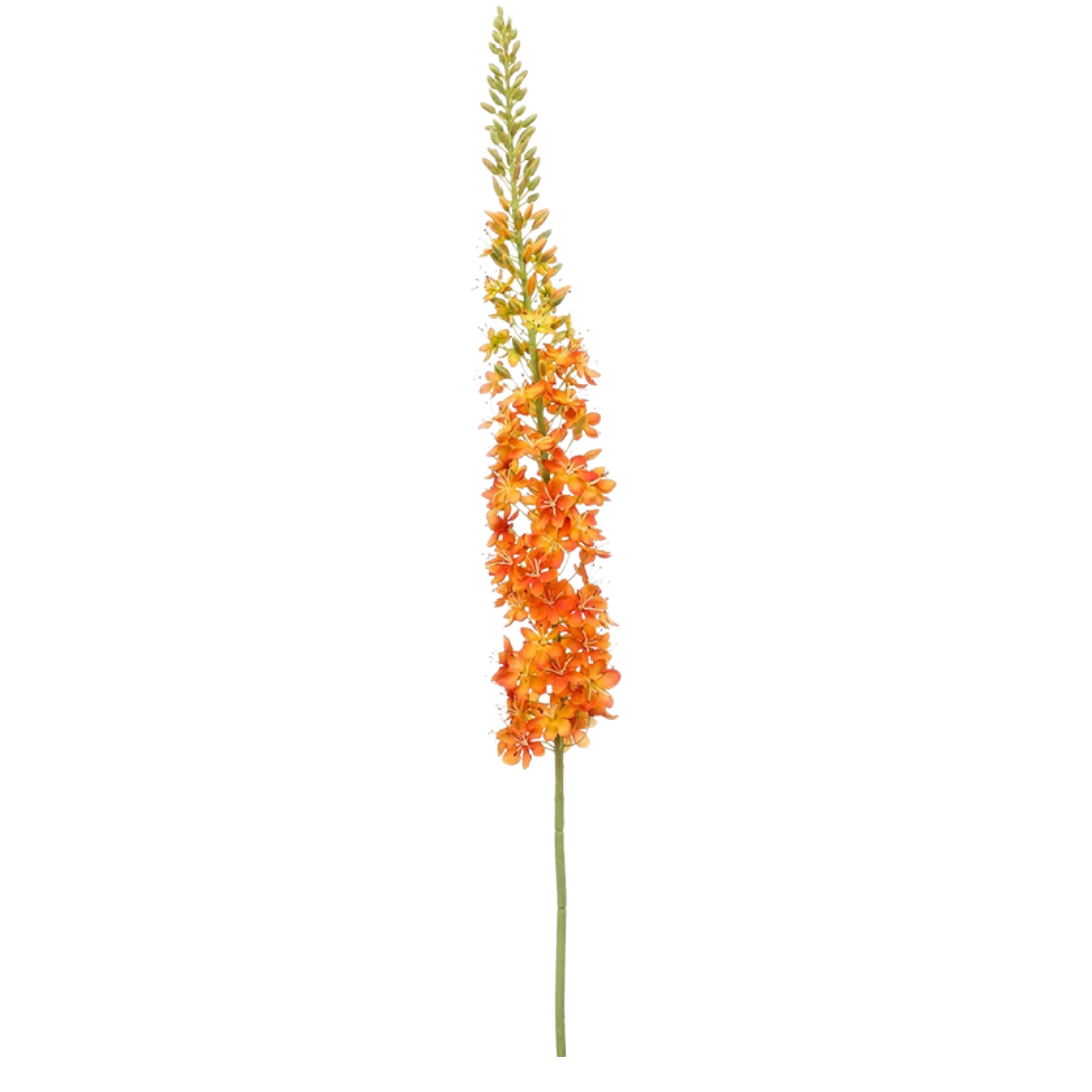 Eremurus- EM 8EE428689