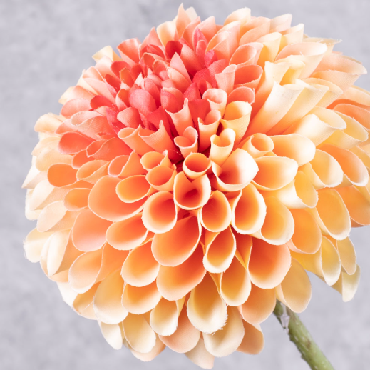 DAHLIA H.64 cm - EM 8JA0020PI