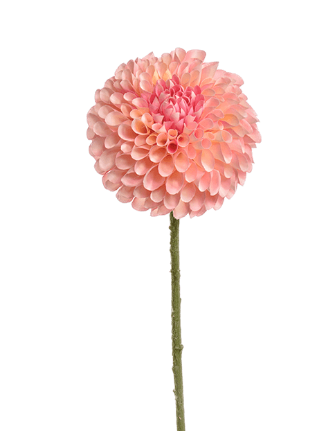 DAHLIA H.64 cm - EM 8JA0020PI