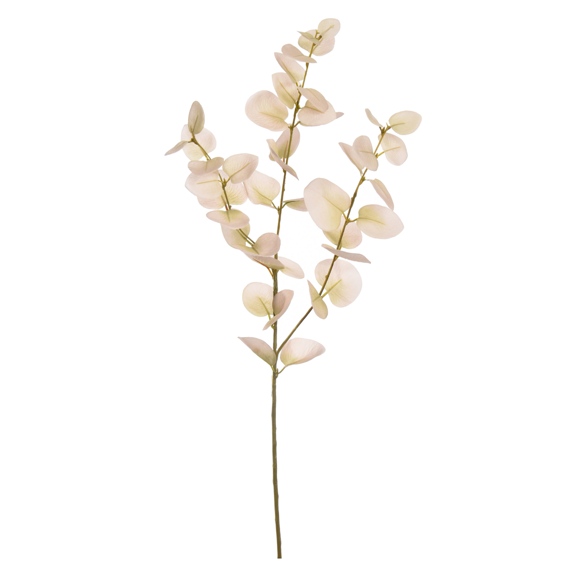 EUCALYPTUS TAK X3 75CM