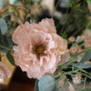 Poppy - BBL40190015