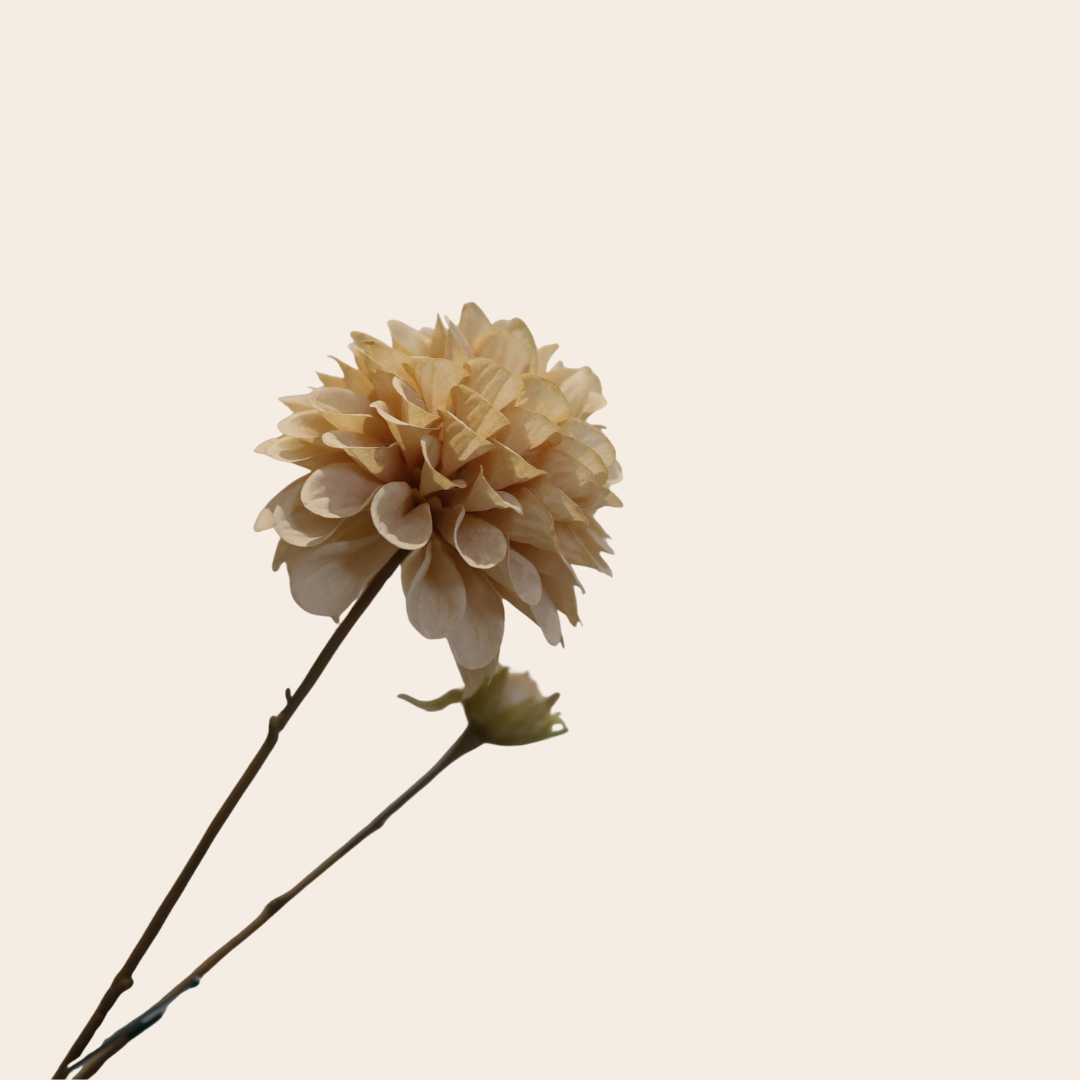 Dahlia tak creme   - BBL159322