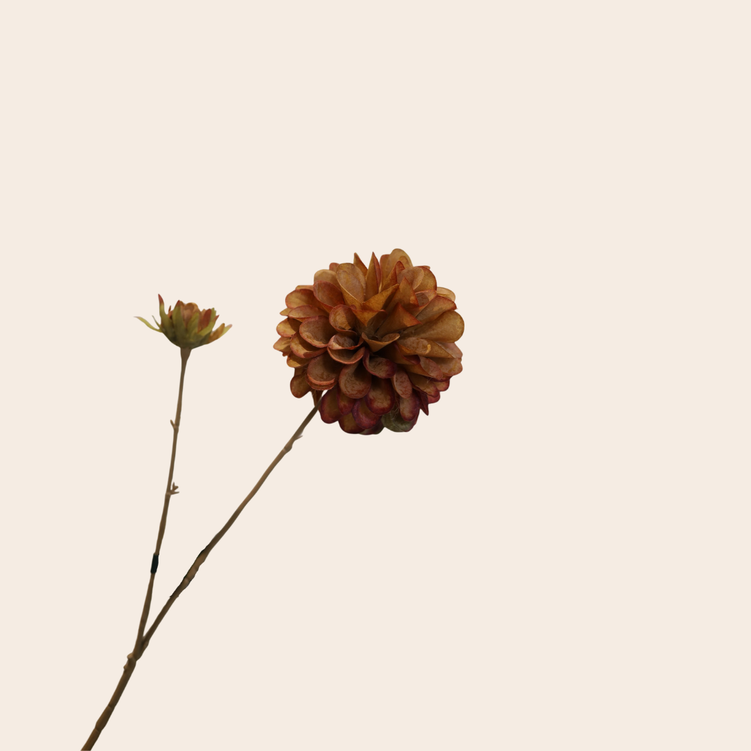 Dahlia tak Bruin - BBL159323