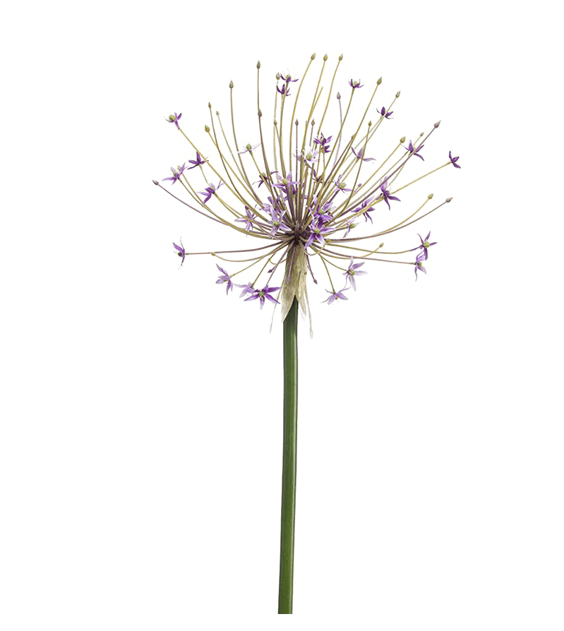 ALLIUM LILA H. 105 cm - EM 8EE425335