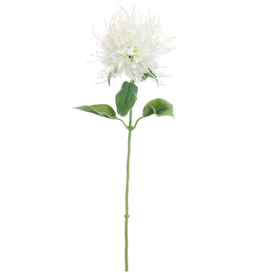 MONARDA BLOEM 75CM CREME