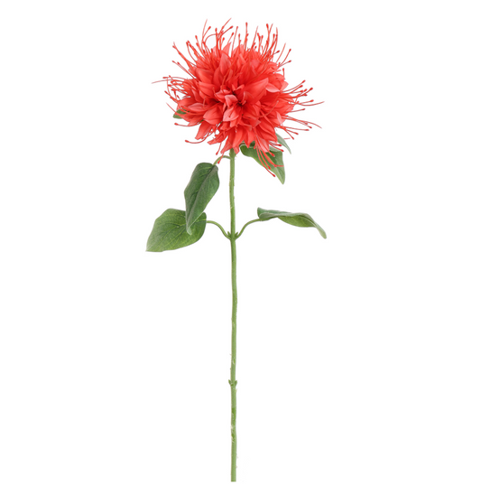 MONARDA BLOEM 75CM KORAAL